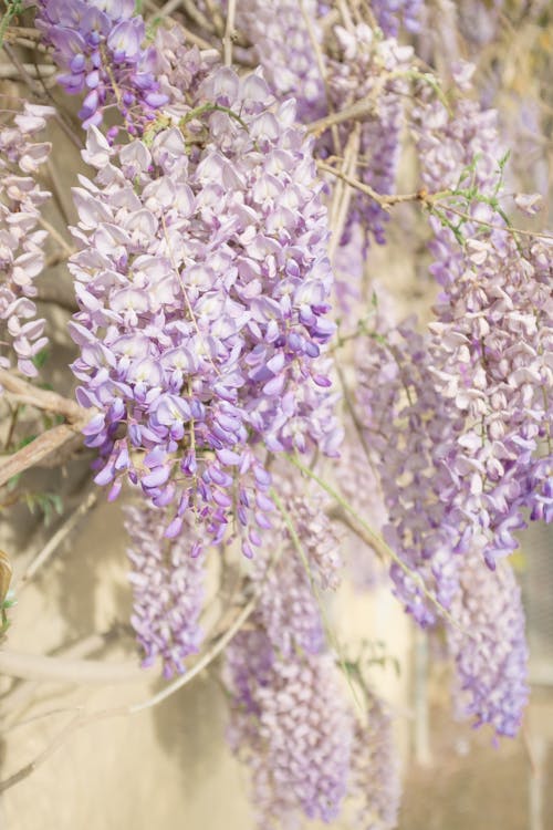 Purple Chinese Wisteria Flowers