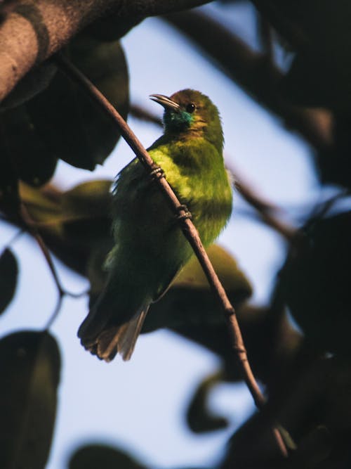 Free Cute yellow eared barbet sitting on tree branch Stock Photo