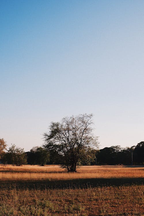 Trees on bright meadow under blue sky in fall