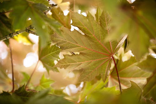 Green leaves growing on maple tree in sunlight