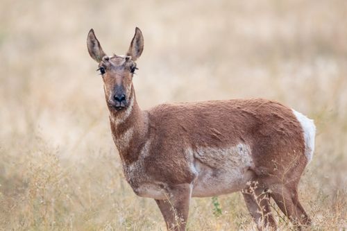 Free Side view of adorable wild brown pronghorn with white spots standing in dry grass in meadow and looking at camera Stock Photo