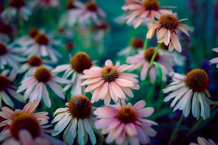 White Echinacea Purpurea Flowers Growing In Meadow