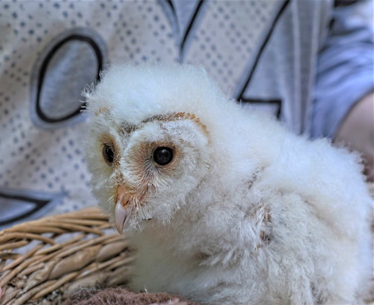 White Barn Owlet On Woven Basket