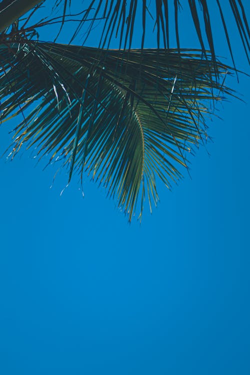 Безкоштовне стокове фото на тему «безтурботний, безхмарний, блакитне небо»