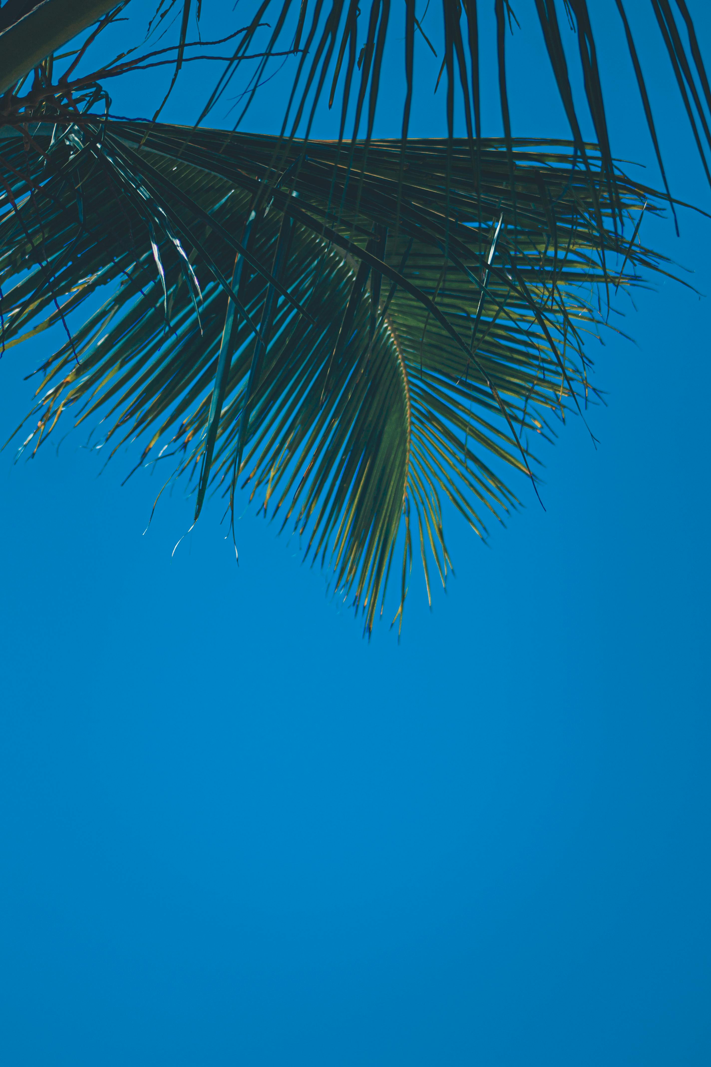 Tall palm trees against blue sky · Free Stock Photo