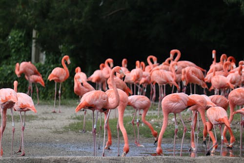 Free Graceful flock of flamingos near water Stock Photo