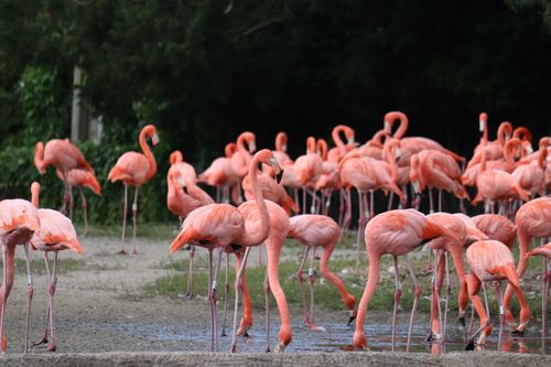 Free Flock of pink flamingos standing on green shore near water and forest at daylight Stock Photo