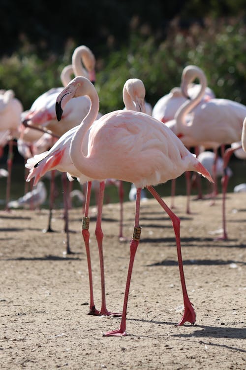 Flock of flamingos walking on shore