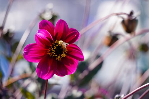 Gratis Foto stok gratis berbunga, bunga, flora Foto Stok