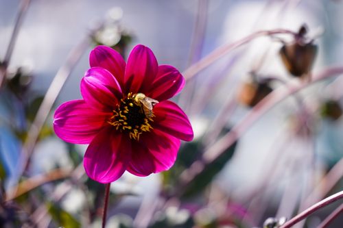 Free A bee on a vibrant purple flower in an outdoor garden in Washington State. Stock Photo