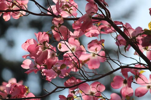 Free Close-Up Shot of Pink Dogwoods in Bloom Stock Photo