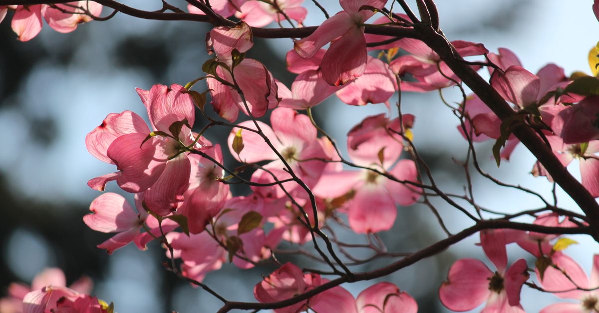 Pacific Dogwood