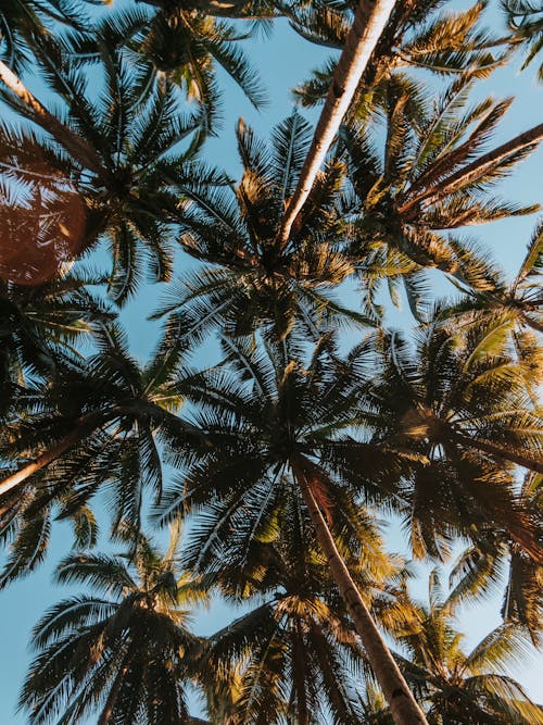 Immagine gratuita di alberi di cocco, esterno, inquadratura dal basso