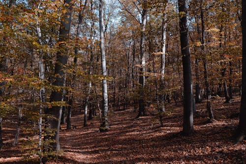 Foto profissional grátis de ao ar livre, árvores, floresta