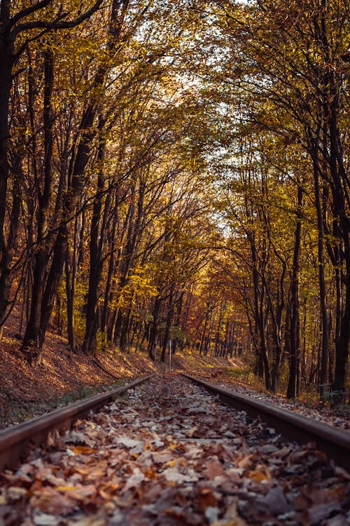 Free A Railroad in an Autumn Mood Forest Stock Photo