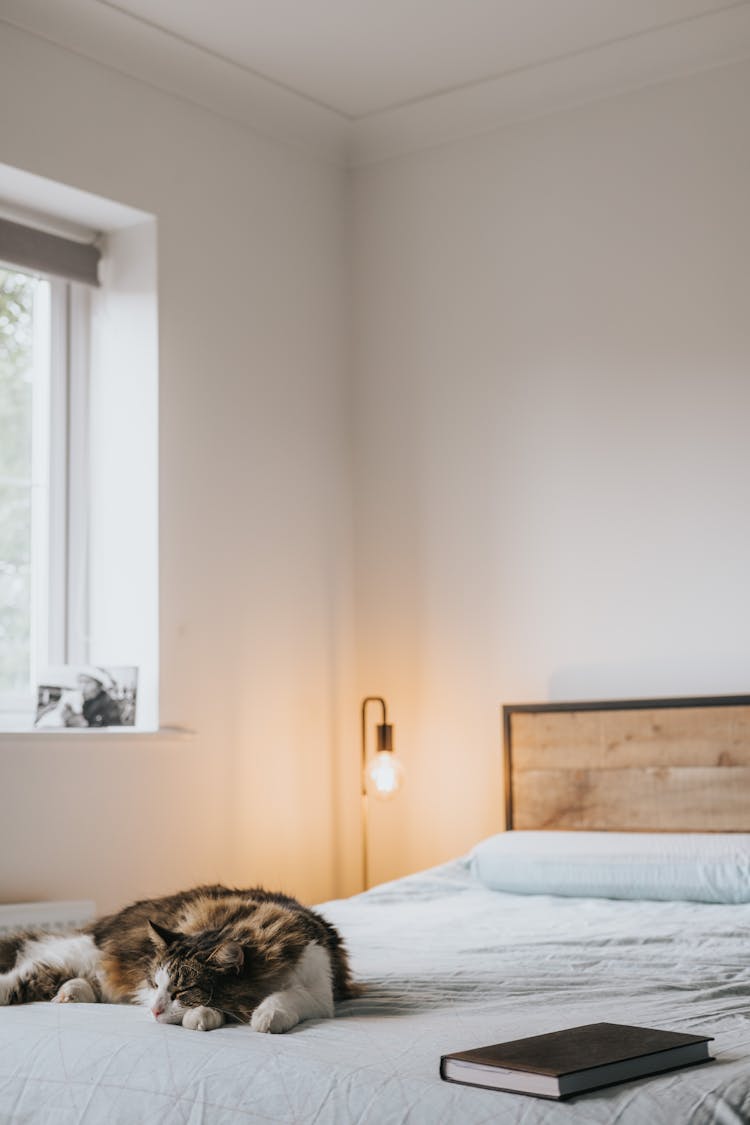 Cute Cat Sleeping On Cozy Bed With Book At Home