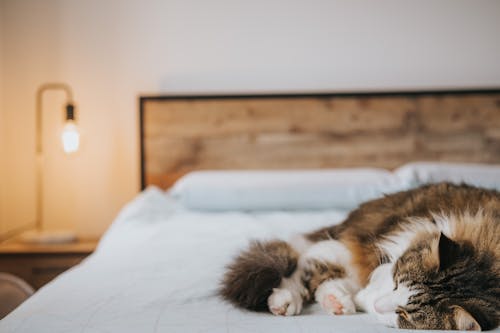 懶貓在家裡的軟床上休息