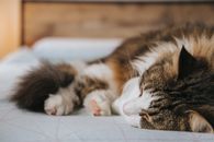 毛茸茸的猫在舒适的室内环境中安详地睡着了，显得格外舒适宁静
