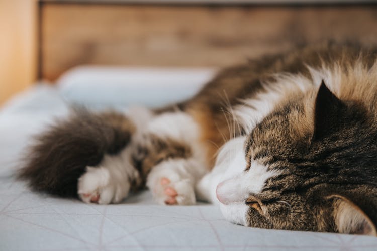 Adorable Fluffy Cat Napping On Cozy Bed In House