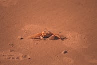 Ocypode cursor crab crawling on sandy shore