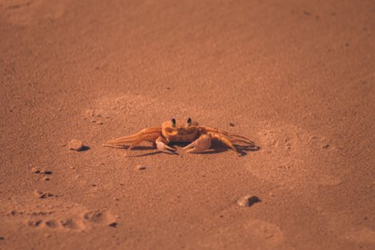 Ocypode cursor crab crawling on sandy shore