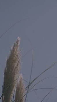 Captivating close-up of ornamental grasses against a clear blue sky, capturing nature's delicate beauty.