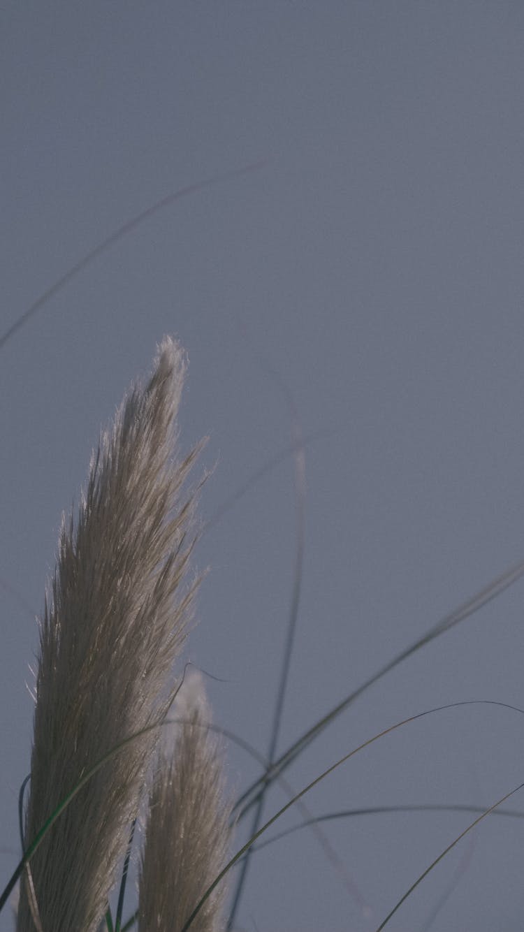 Close-up Of An Ornamental Grass