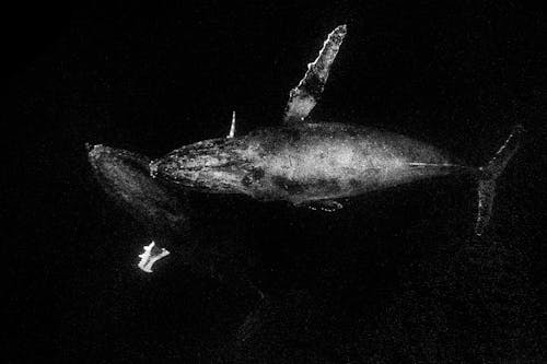 бесплатная Бесплатное стоковое фото с водные животные, горбатый кит, млекопитающее Стоковое фото