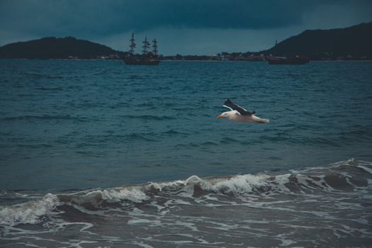 黄昏时分，一只雄伟的海鸥在平静的海面上低空翱翔