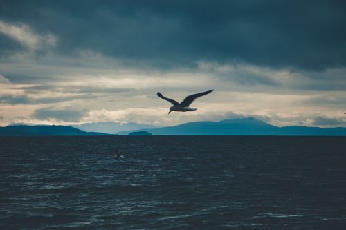 Free Picturesque scenery of blue ocean with small waves against mountains and seagull flying over horizon in overcast Stock Photo