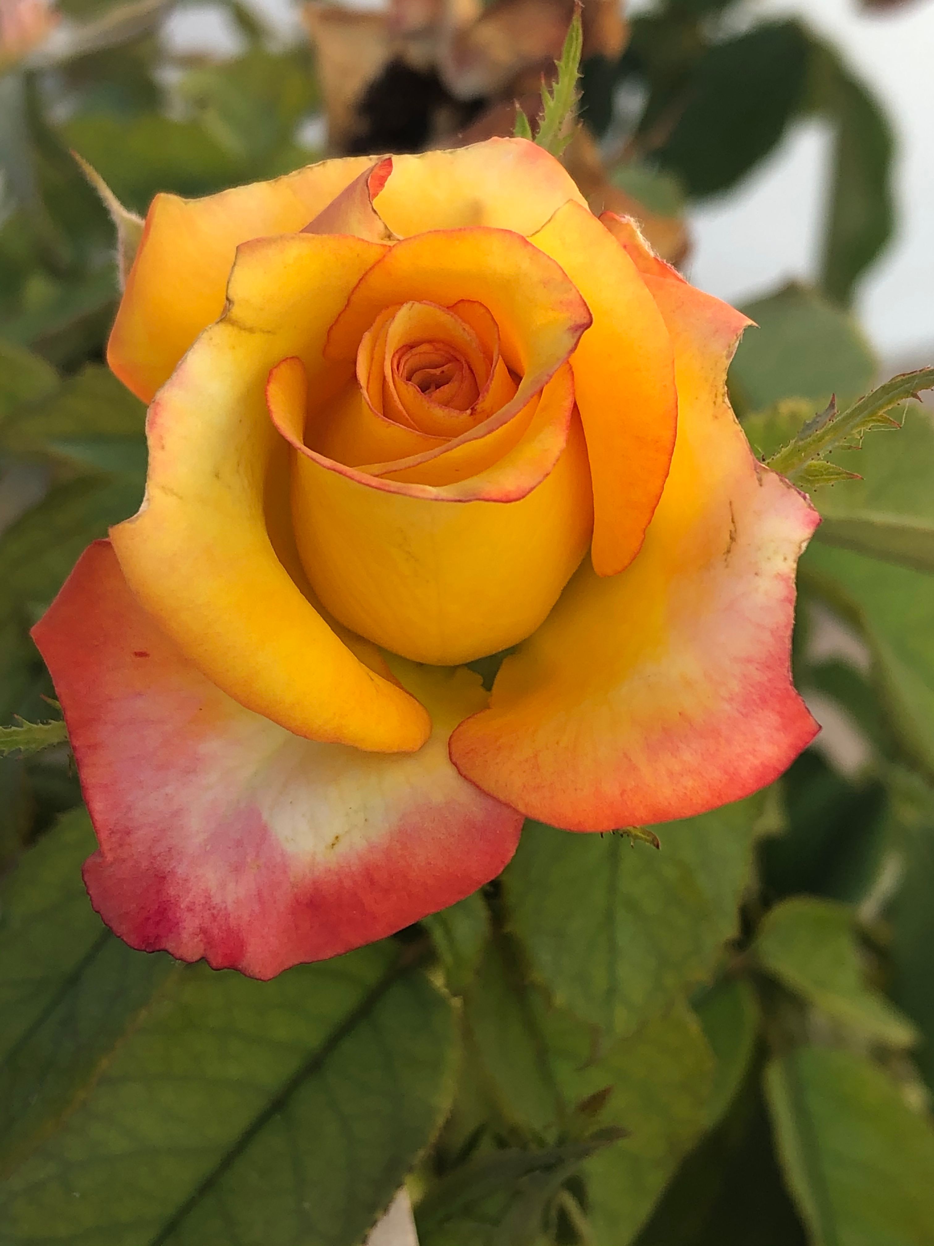 特写镜头中，充满活力的黄色与红色玫瑰，展现了其精致花瓣与自然之美