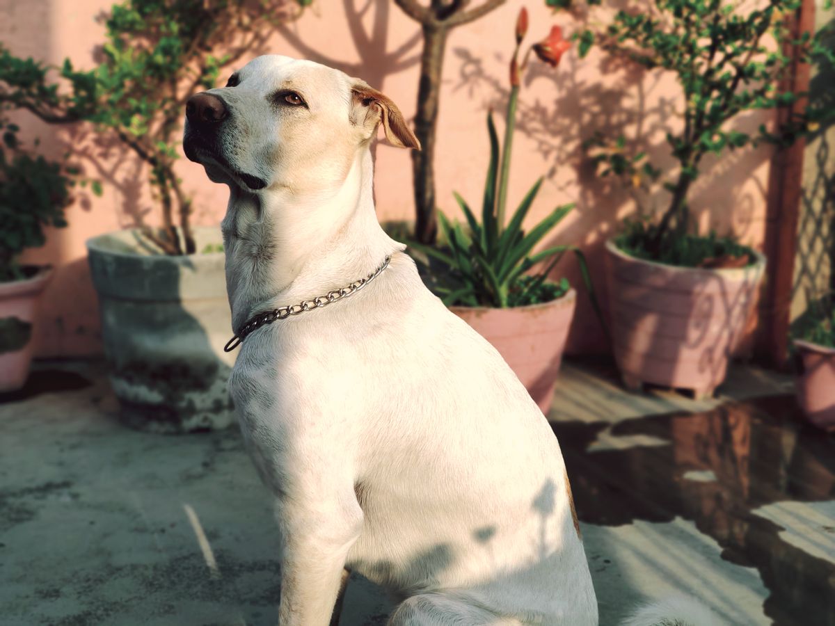 A white dog sits in a secure sunny garden during supervised outdoor time in a heat cycle.