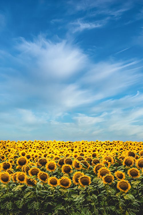 Yellow Sunflower Field Under Blue Sky and White Clouds