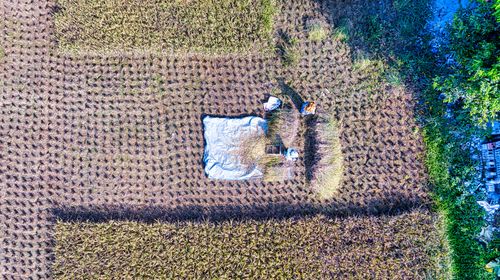 Free Drone shot of Purwakarta fields showing agricultural patterns from above. Stock Photo
