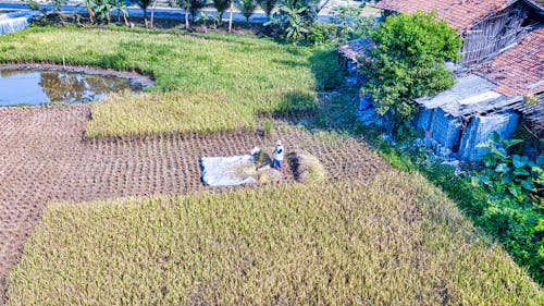 Drome Shot of People Working on a Brown Field