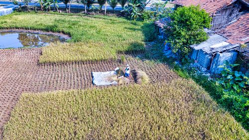Free Drone shot of agricultural activity in a rice field, Purwakarta, West Java. Stock Photo