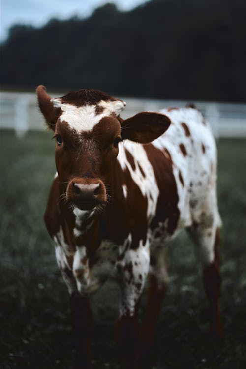 Free Brown and White Cow in Tilt Shift Lens Stock Photo