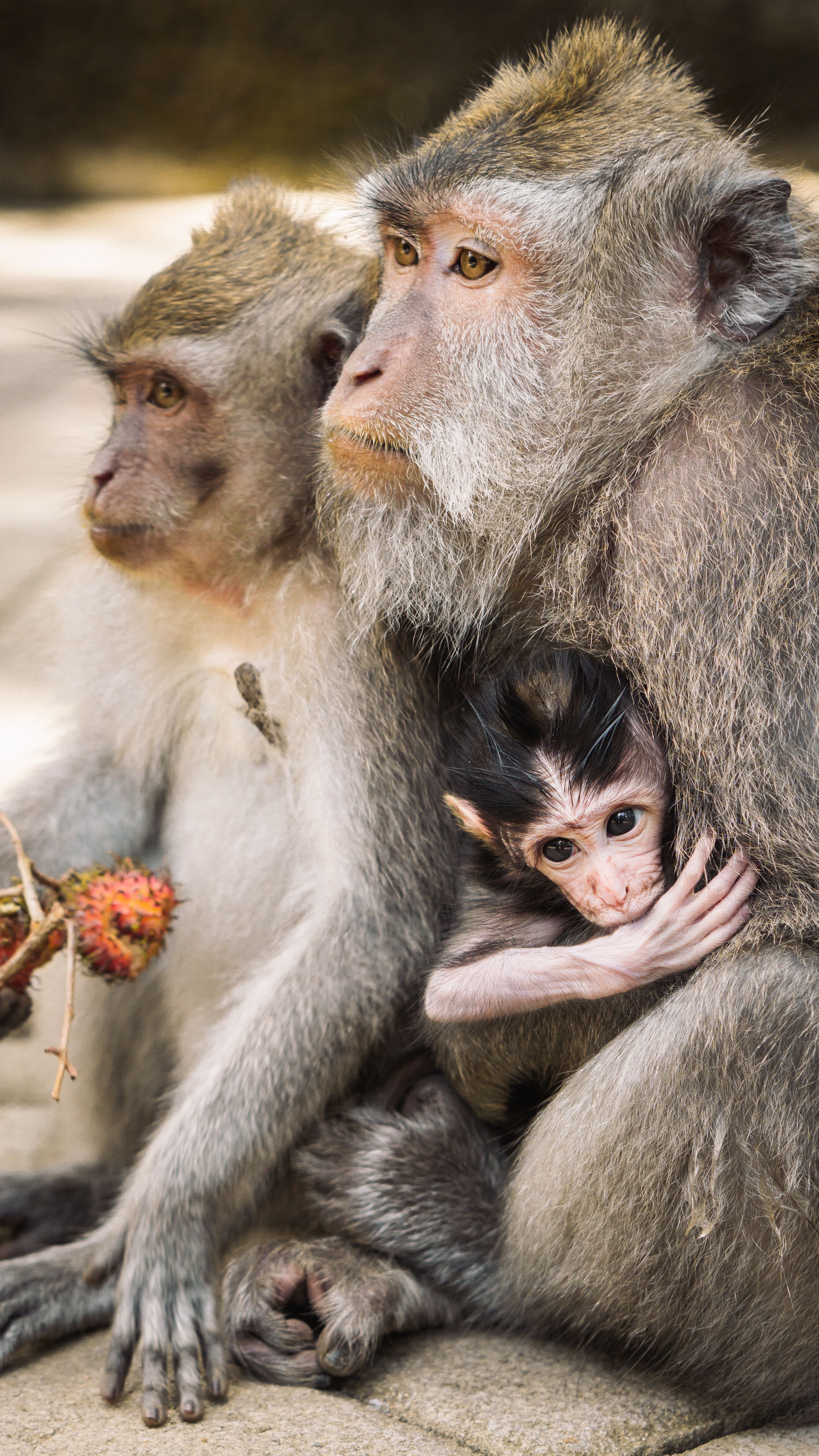 Baby Monkey Sitting On Brown Monkeys Back Free Stock Photo Baby Monkey Sitting On Brown Monkeys Back Free Stock Photo