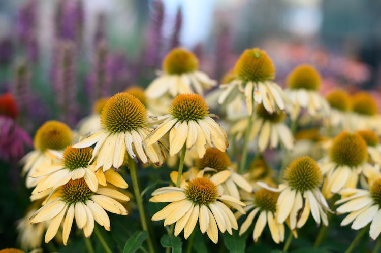 Tender Echinacea Purpurea With White Petals In Garden