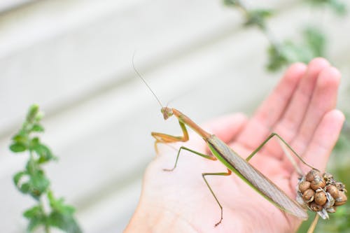 Безкоштовне стокове фото на тему «mantis, Анонімний, антени»