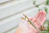 Mantis with long body in summer