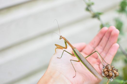 Mantis with long body in summer