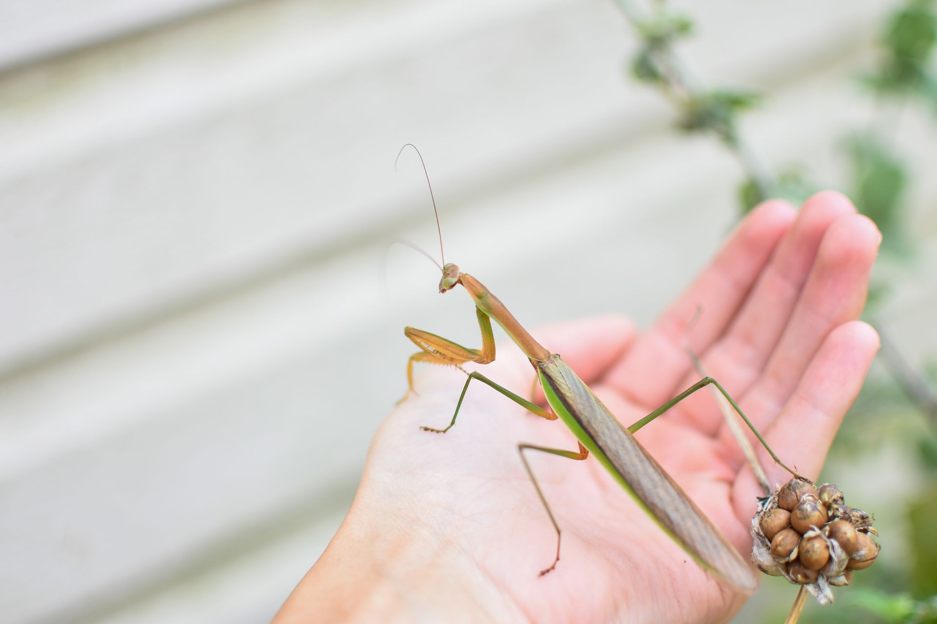 A vibrant praying mantis delicately perched on an open hand, showcasing nature.