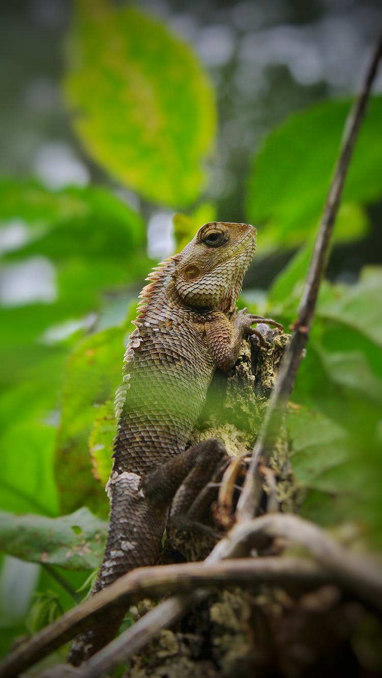 Chameleon Climbing Vine