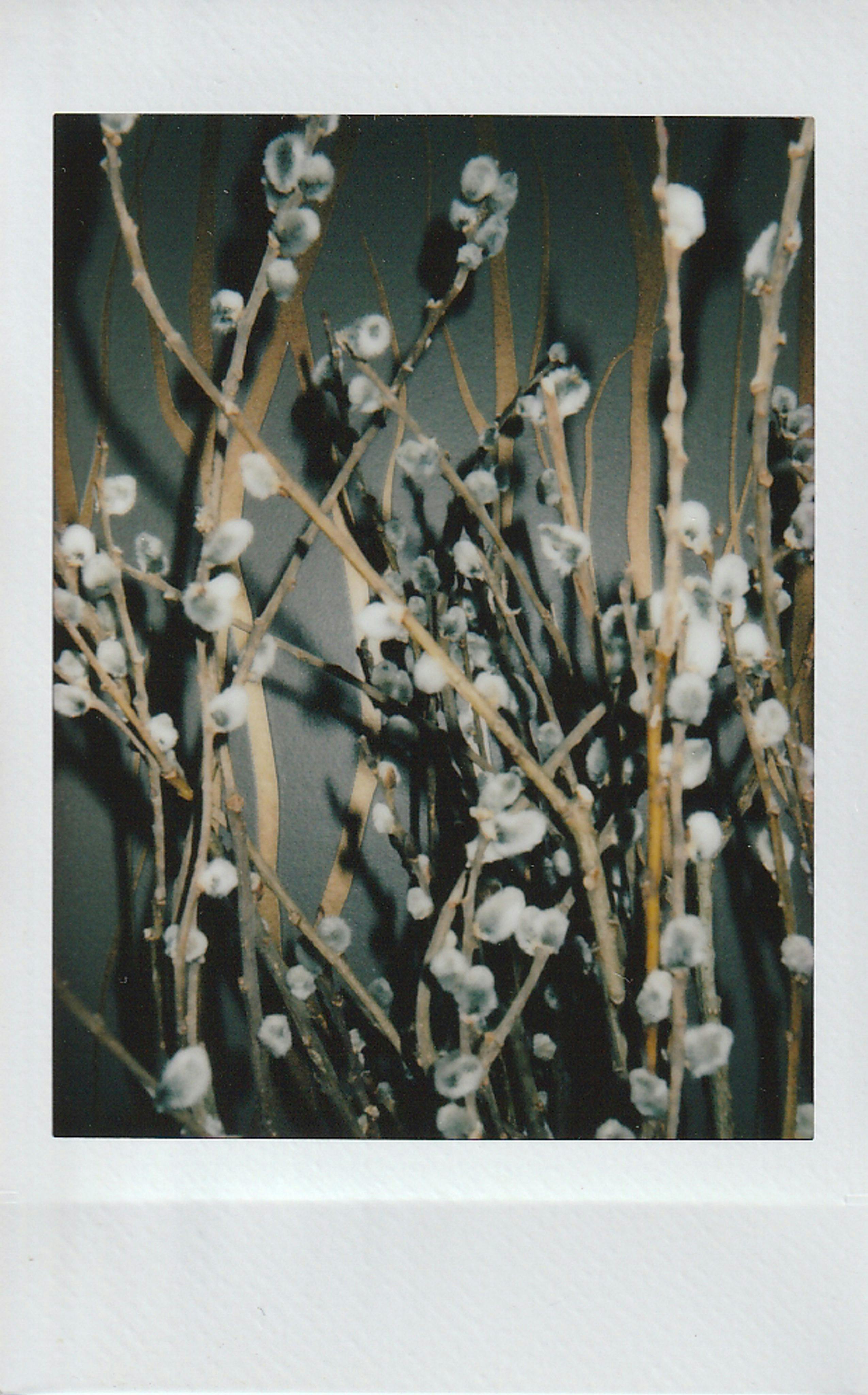 A detailed film photo capturing the texture of pussy willow branches with soft lighting.