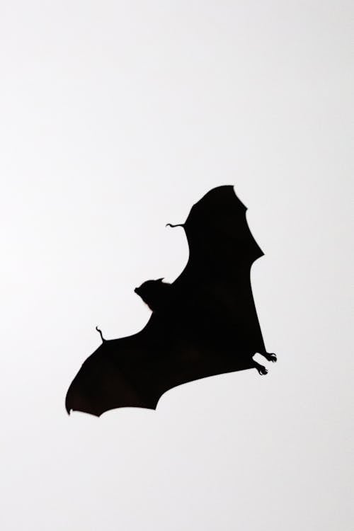 ▼蝙蝠為冠狀病毒科動物宿主中的最大宗。（示意圖／翻攝自pexels）