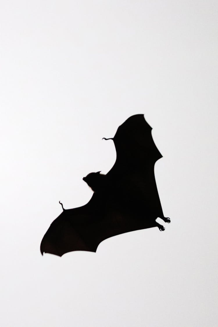 Silhouette Of Flying Bat