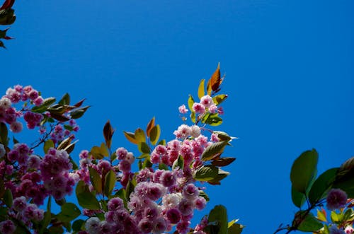 Foto profissional grátis de árvore, céu azul, floração