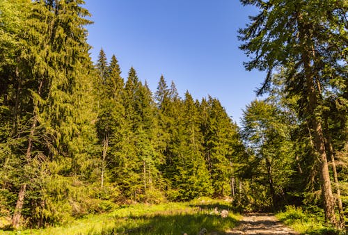 Photos gratuites de arbres, conifère, forêt