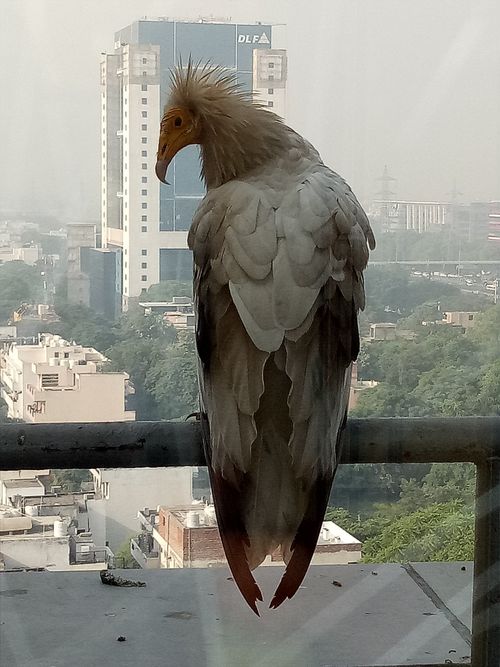 Free stock photo of egyptian, vulture Stock Photo